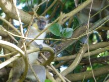 Barbados-©Detlef-Duering-138 Barbados ©Detlef Duering 138