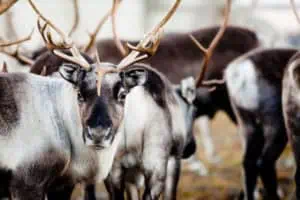 Rentiere in Schwedisch-Lappland