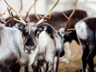 Rentiere in Schwedisch Lappland