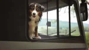 Hund im Wohnmobil ©Carado_Moodbild