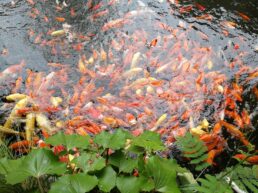 239 Japan ©Detlef Duering