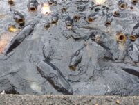 309 Japan ©Detlef Duering