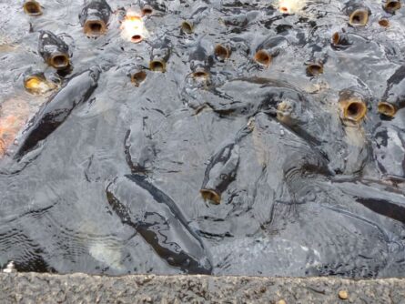 309-Japan-©Detlef-Duering 309 Japan ©Detlef Duering