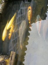 West Japan ©Detlef Duering 087