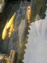 West-Japan-©Detlef-Duering-087 West Japan ©Detlef Duering 087