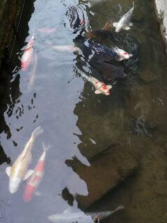 West Japan ©Detlef Duering 095