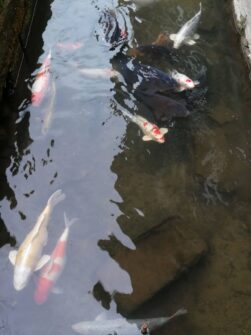 West Japan ©Detlef Duering 095