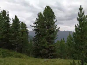Zirbenwald ©Detlef Düring 16