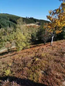 Oberhalb des Liesetals Sauerland ©Detlef Düring 35