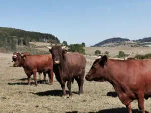 Sauerländer Höhenvieh Sauerland ©Detlef Düring 40