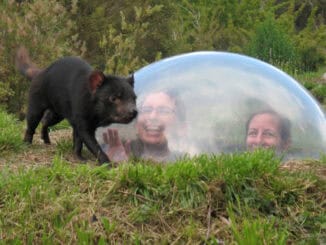 TAS Tasmanian Devil Unzoo Taranna ©Supplied Courtesy of Tasmanian Devil Unzoo