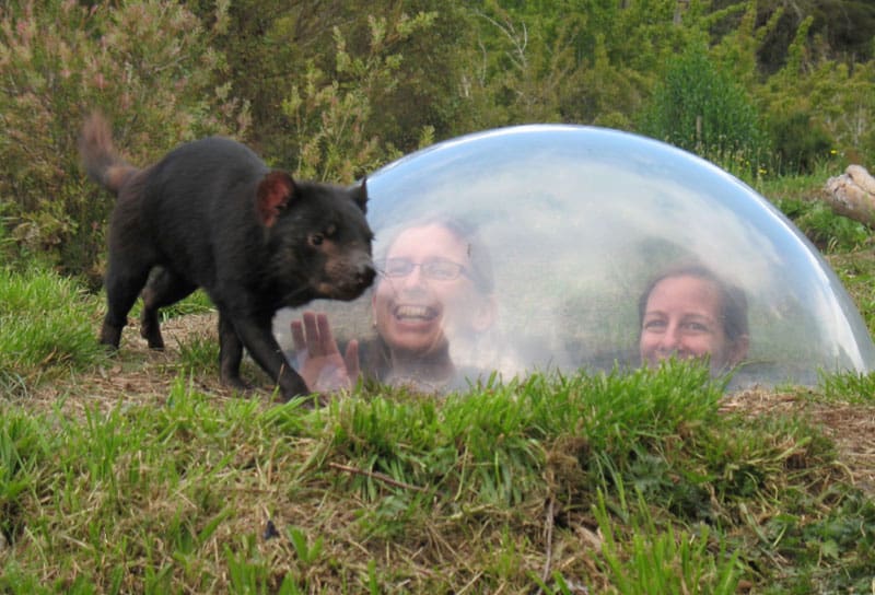TAS Tasmanian Devil Unzoo Taranna ©Supplied Courtesy of Tasmanian Devil Unzoo