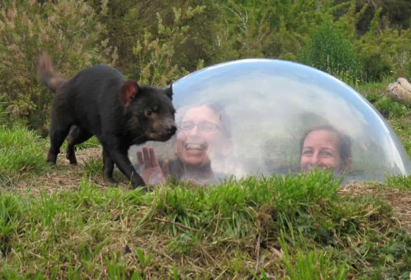 TAS Tasmanian Devil Unzoo Taranna ©Supplied Courtesy of Tasmanian Devil Unzoo