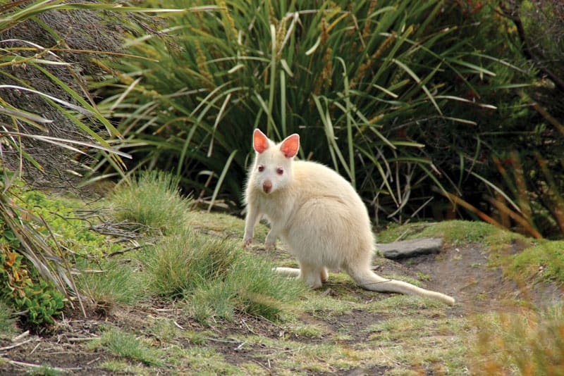 Tasmanien TAS Albino Bennetts Wallaby Bruny Island ©Tourism Tasmania Darren Dickson
