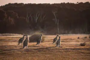 Tasmanien TAS Kangaroos Narawntapu National Park ©Jess Bonde
