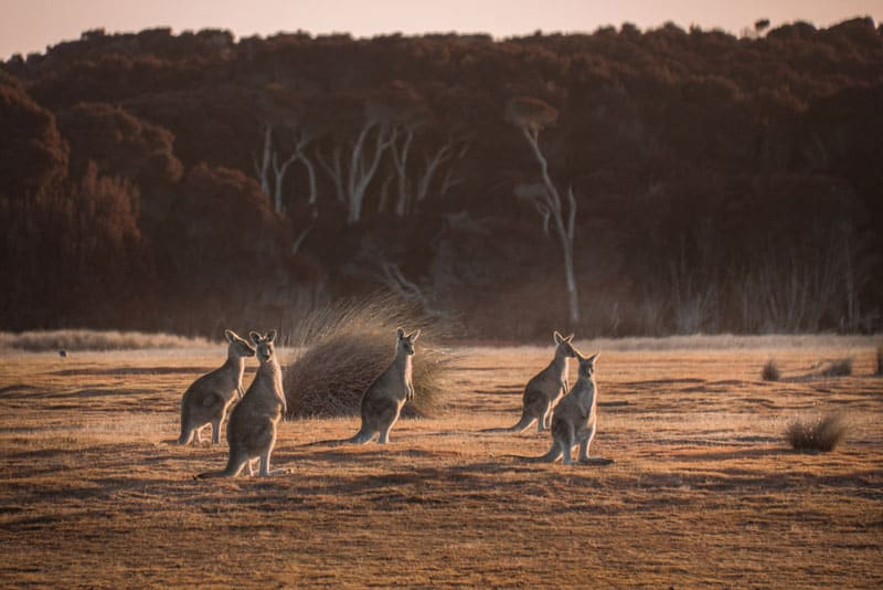 Tasmanien TAS Kangaroos Narawntapu National Park ©Jess Bonde