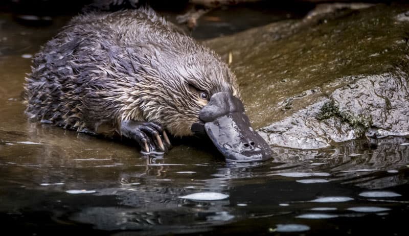 Tasmanien TAS Schnabeltier Geeveston ©Ash Thomson Photography