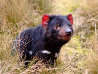 Tasmanien TAS Tasmnian Devil ©Tourism Tasmania Masaaki Aihara