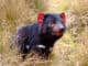Tasmanien TAS Tasmnian Devil ©Tourism Tasmania Masaaki Aihara