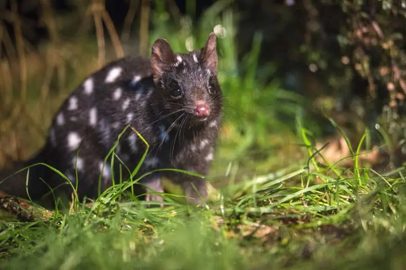 Tasmanien TAS Tüpfelbeutelmarder Devils at Cradle Tasmanian Devil Sanctuary ©Tourism Tasmania Rob Burnett