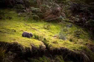 Tasmanien TAS Wombat Maria Island ©Tourism Tasmania Rob Burnett