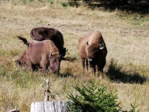 Wisent-Welt-Sauerland-©Detlef-Düring-18