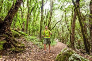 La Gomera Wandern im Nebelwald