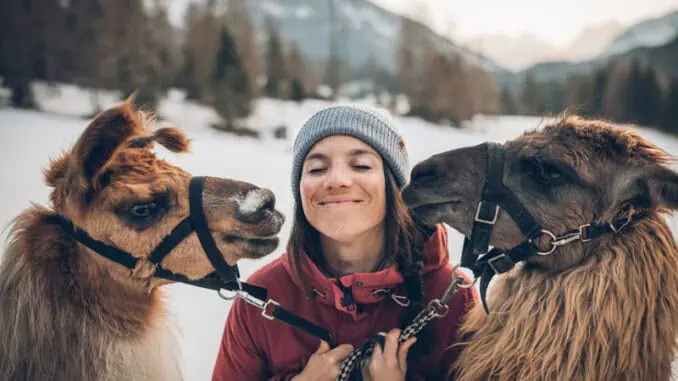 Lamawandern im Winter ©Tiroler Zugspitz Arena Christoph Jorda