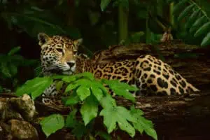 Belize Jaguar