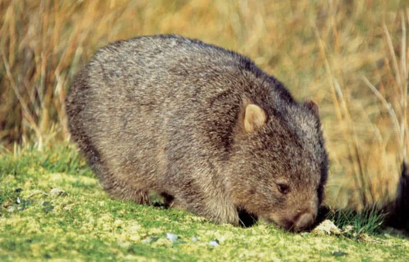 Wombat in the Tarkine ©Tourism Tasman Joe Shemesh