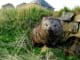 Wombat on Maria Island ©Tourism Tasmania and Dominic Zeng Photoart