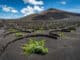Lanzarotes Weinbaugebiet La Geria ©Turismo Lanzarote Jeziel Martin