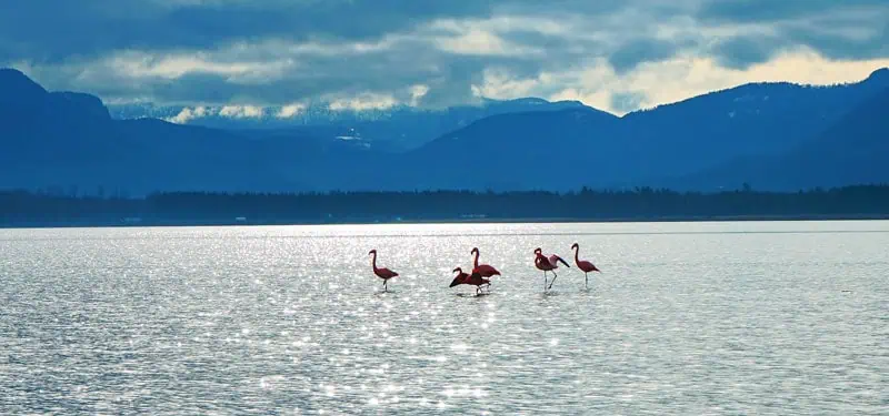 Flamingos am Chiemsee ©Chiemsee Alpenland Tourismus