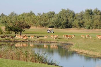 Isola Albarella Golfplatz mit Damwild ©Mirco Toffolo Isola Albarella Golfplatz mit Damwild ©Mirco Toffolo