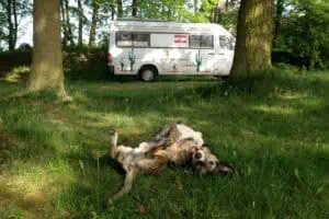 CaravaningHund 4