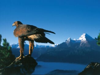 Steinadler ©Berchtesgadener Land Tourismus