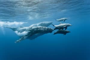 Wale vor Reunion ©Eric Lamblin