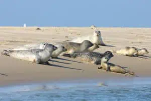 Seehunde und Kegelrobben entlang der Seehundbank Hohes Riff beobachten ©Nordseeheilbad Borkum GmbH