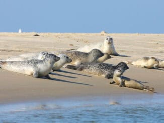 Seehunde und Kegelrobben entlang der Seehundbank Hohes Riff beobachten ©Nordseeheilbad Borkum GmbH