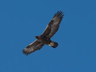 Steinadler im Allgaeu © Henning Werth