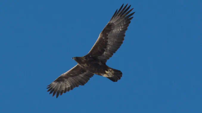 Steinadler im Allgaeu © Henning Werth