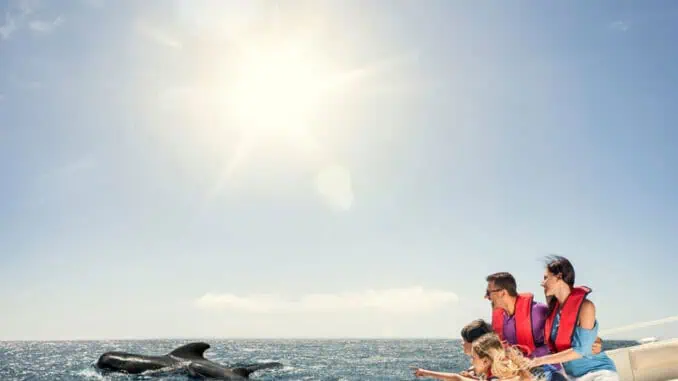 Whale Watching vor Gomera