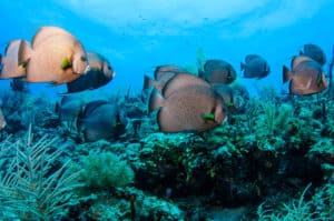 Reef Belize