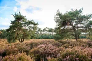 Nationalpark De Hoge Veluwe 1