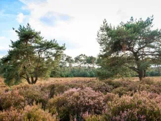 Nationalpark De Hoge Veluwe 1