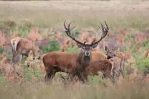 Nationalpark De Hoge Veluwe Hirsche
