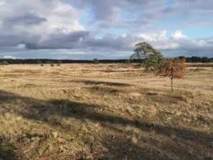 Nationalpark De Hoge Veluwe ©Duering 08142