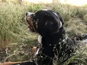 hunde bei Landidyll-Hotels