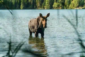 Elch im Isle Royale Nationalpark