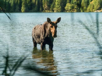 Elch im Isle Royale Nationalpark